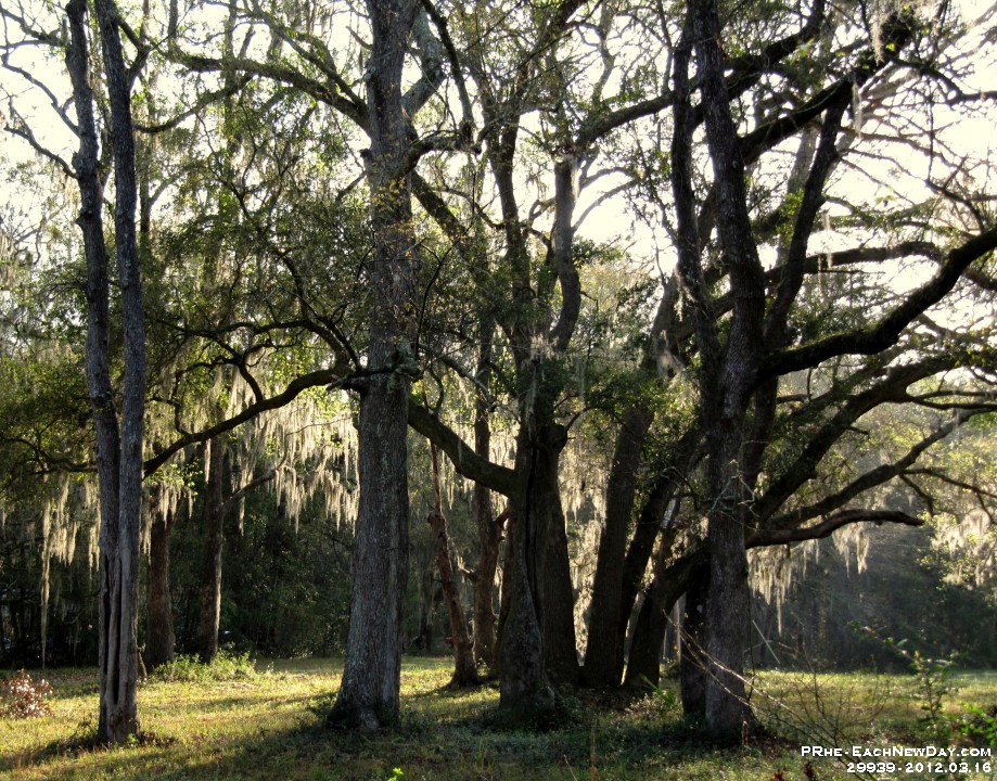 29939RoCrLe - On the way from Kiawah Island, SC - Spanish Moss